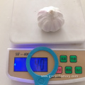 Fresh common garlic in low price high quality